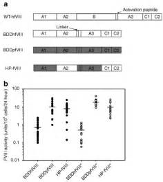 Heterologous Expression Of Fviii Transgenes A Schematic Of Fviii