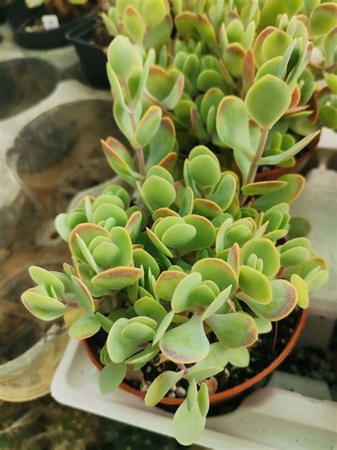 Kalanchoe Rotundifolia Siracactus Succulente