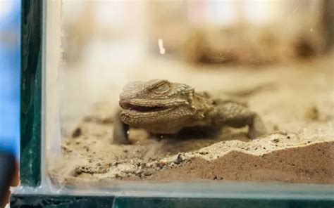 Bearded Dragon Is Twitching Causes And Solutions Reptile Jam