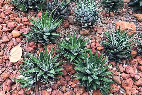 How To Grow And Care For Zebra Haworthia Gardeners Path