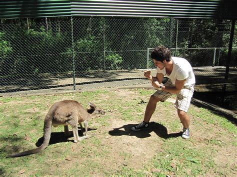 KANGAROO FIGHTING HUMAN IN AUSTRALIA ZOO. WHO WON