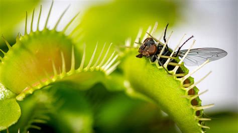 Descubre Todo Sobre Las Fascinantes Plantas Carn Voras Informaci N