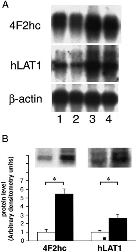 Time Dependent Effects Of Phorbol Myristate Acetate Pma And