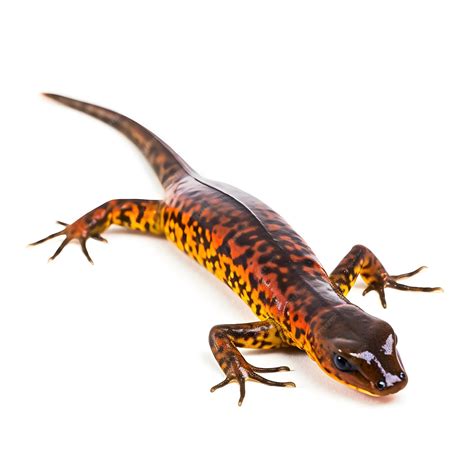Premium Photo | A salamander from the world's largest salamander