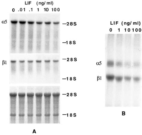 Down Regulation Of α5 Integrin Subunit In Bae Cells By Lif Confluent