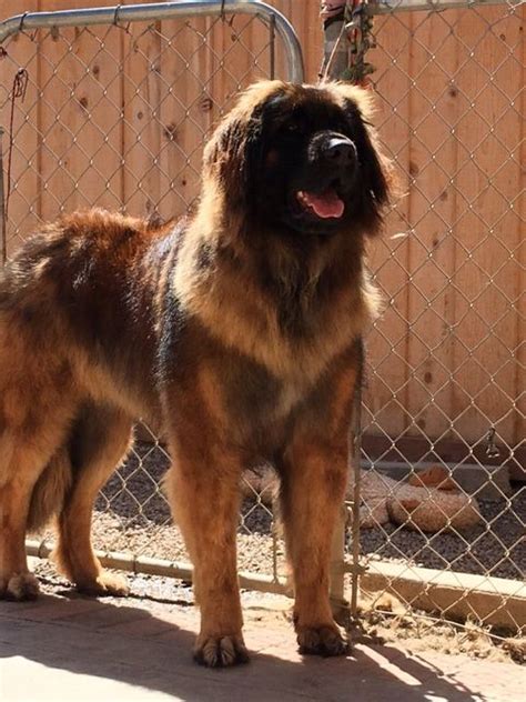 Leonberger Leonberger Dog Golden Retriever Mix Puppies Dog Breeds