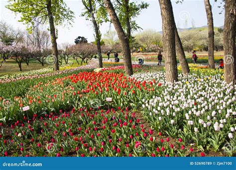 Asia Chinese Beijing Botanical Garden Flower Garden Editorial Stock