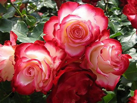 Fleurs