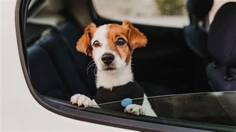 Cómo transportar a tu mascota en vacaciones Cómo educar a un cachorro