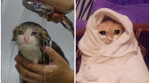 6 Memes De Gatitos Tristes Porque Ya Es Lunes OTRA VEZ Petlife