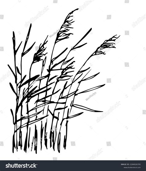 Simple Black Outline Vector Drawing Reed Stock Vector Royalty Free