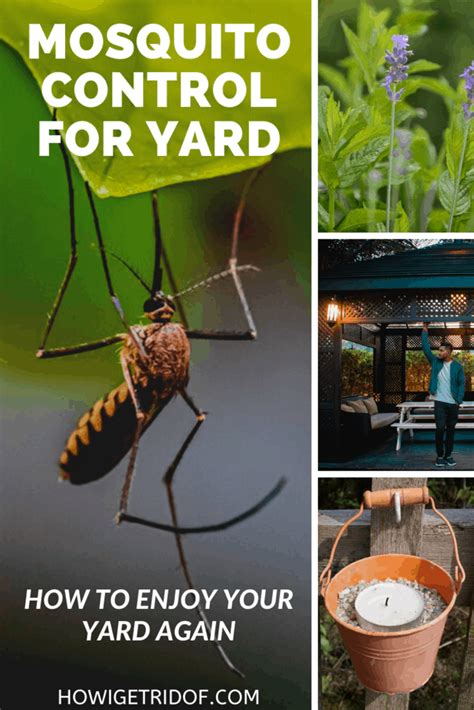 Mosquito Control For Yard How To Enjoy Your Yard Again How I Get Rid Of