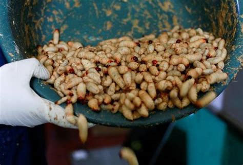 Carian Mengenai Topik Palm Weevil Larvae Astro Awani