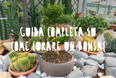 Guida completa su come curare un bonsai: consigli per mantenere la