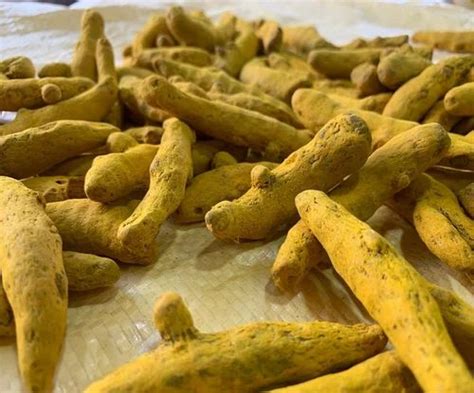 Dried Turmeric Finger At Rs Kg Haldi Stick In Sangli Id