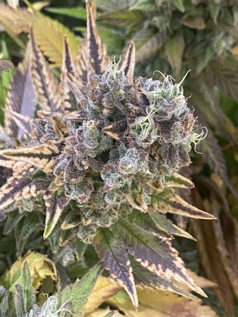 Buy Sunset Sherbet Seeds | Feminized Sunset Sherbet Cannabis Seeds