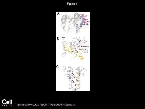 Caroline M Groft Stephen K Burley Molecular Cell Ppt Download