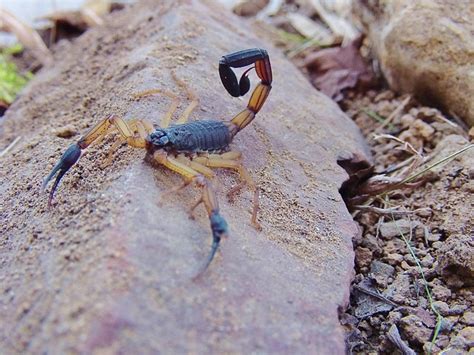 scorpion nature  photo  pixabay pixabay