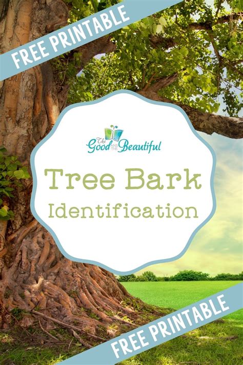 FREE Download! Tree Bark Identification Activity Packet