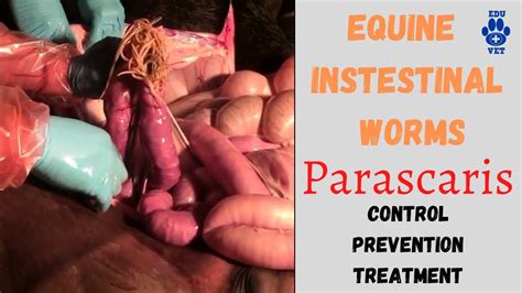 Parascaris Equorum Equine Instestinal Worm YouTube