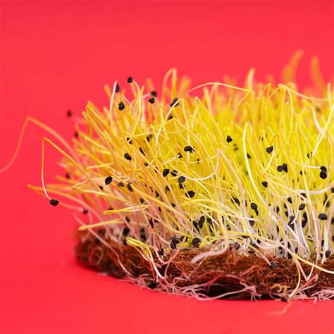 Growing Onion Microgreens at Liam Edgar blog