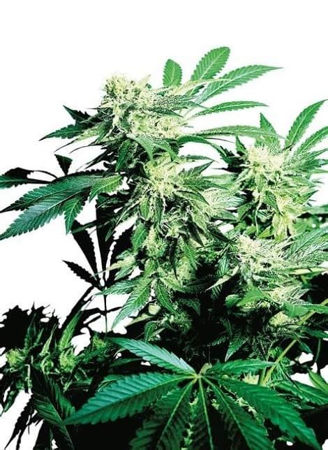 Skunk Kush Graines De Cannabis R Guli Res Sensi Seeds