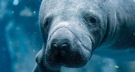 Are manatees endangered species? Manatee FAQ! - Animal Sounds