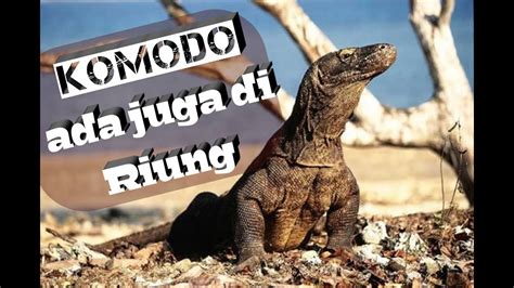 Komodo Ada Juga Di Riung Ngada Flores Ntt Jeloved Youtube