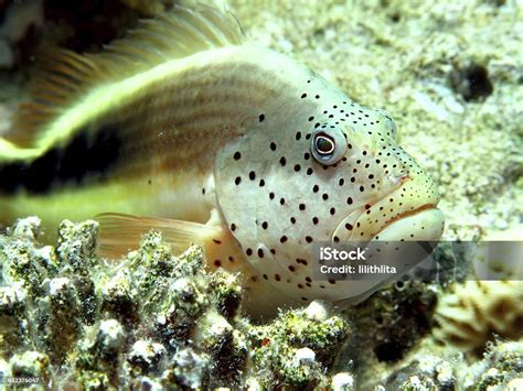 ikan elang berbintikbintik foto stok  gambar  bawah