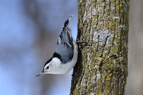 Sittelle A Poitrine Blanche White Breasted Nuthatch Flickr