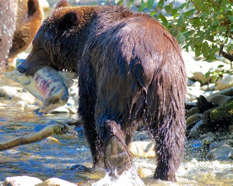 Grizzly Bear Bute Inlet Oxford River Dave Pley Flickr