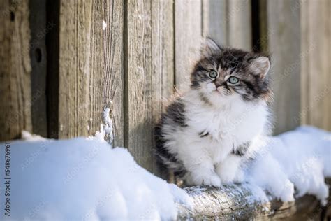 Kleine K Tzchen Im Schnee Katze Im Winter Stock Photo Adobe Stock