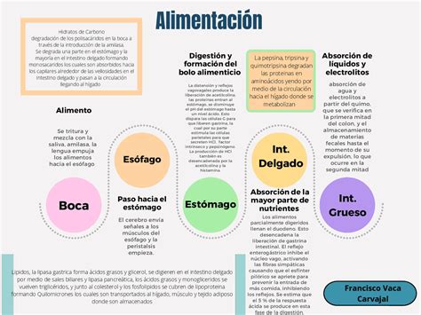 Proceso De Alimentacion Esquemas Y Mapas Conceptuales De Nutrición Docsity