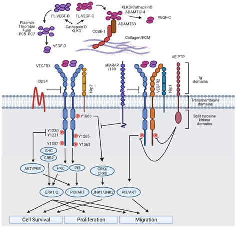 Vegfcvegfdvegfr Signalling In Lymphatic Endothelial Cells