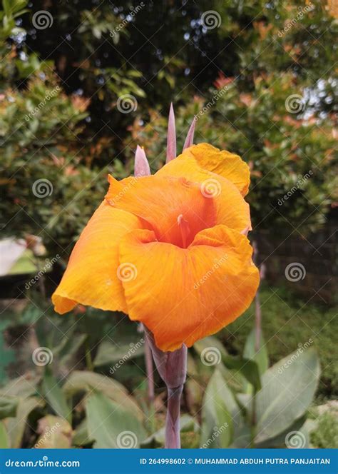 Canna Indica Or Prayer Beads Stock Photo Image Of Flowers Canna