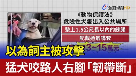 以為飼主被攻擊 猛犬咬路人右腳「韌帶斷」 Youtube