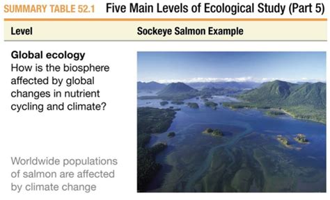 Ecology Exam Rory Carroll Flashcards Quizlet