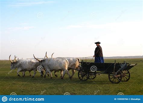 H Ngaro Csikos O Ganaderos Con El H Ngaro Tradicional Grey Stee Foto