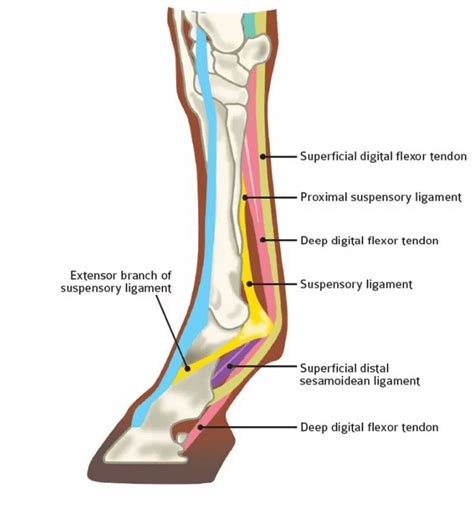 Guide To The Superficial Digital Flexor Tendon Cryochaps