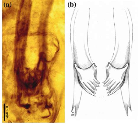 6 Mandible of the earliest pterygote insect, Rhyniognatha hirsti from ...