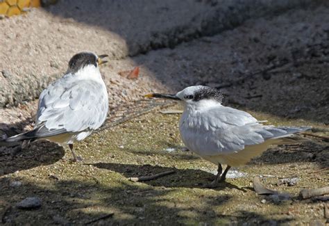 Pictures and information on Sandwich Tern