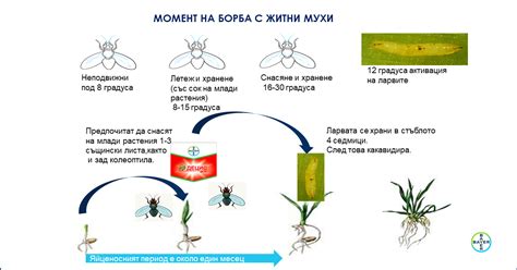 Децис® 100 ЕК - Инсектицид - Bayer Crop Science България