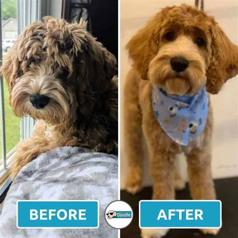 Short Cockapoo Haircut Styles: 17 Before and After Photos!