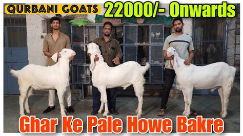 Onwards Ghar Ke Pale Howe Bakre Qurbani Ke Sojat Goat In