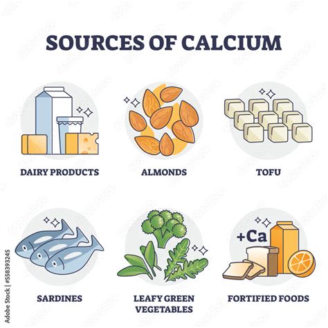 Sources of calcium and natural rich Ca level food products outline ...