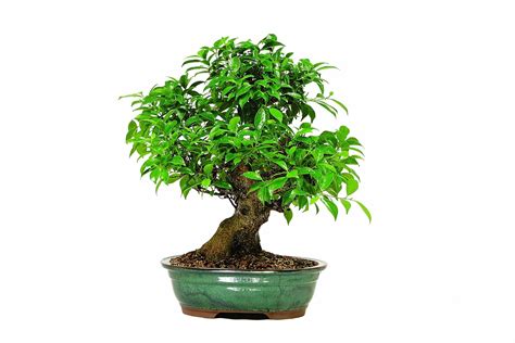 Ficus Bonsai Tree: A Tropical Indoor Plant with Green Leaves