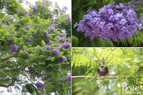 6 Stunning Purple Trees in Florida (not Just the Jacaranda)