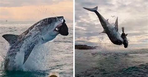 Great White Shark Jumps 15 Feet Through The Air As The Highest Ever