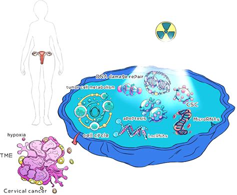 Frontiers Review Of Possible Mechanisms Of Radiotherapy Resistance In