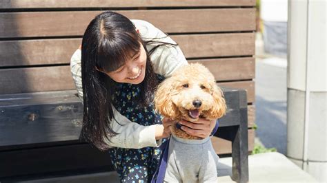 犬のお散歩の花粉対策〜散歩時間の調整や帰宅後の対策で、しっかり花粉ケア Lideaリディア By Lion